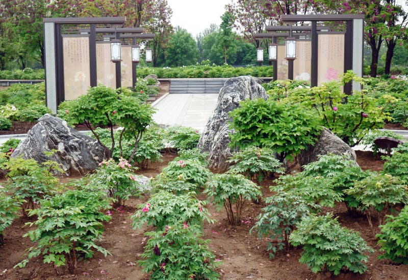 A view of the peony garden in a park in Beijing. The Chinese characters on the Chinese screen in the background are ancient Chinese poems praising peonies. Peonies have played an important role in Chinese culture for more than a thousand years and have a series of cultural symbolic meanings. A view of the peony garden in a park in Beijing. The Chinese characters on the Chinese screen in the background are ancient Chinese poems praising peonies. Peonies have played an important role in Chinese culture for more than a thousand years and have a series of cultural symbolic meanings..