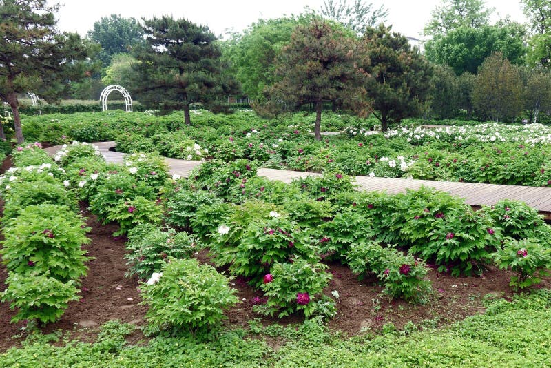 A view of the peony garden in a park in Beijing. Peonies have played an important role in Chinese culture for more than a thousand years and have a series of cultural symbolic meanings. A view of the peony garden in a park in Beijing. Peonies have played an important role in Chinese culture for more than a thousand years and have a series of cultural symbolic meanings..