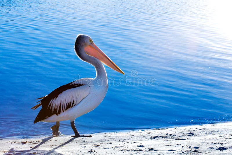пеликан стоковое фото. изображение насчитывающей природа - 2820480