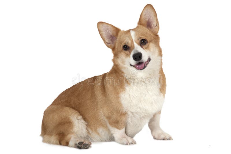 Пембрук corgi Welsh изолированный на белизне стоковая фотография Пембрук corgi Welsh изолированный на белизне стоковая фотография