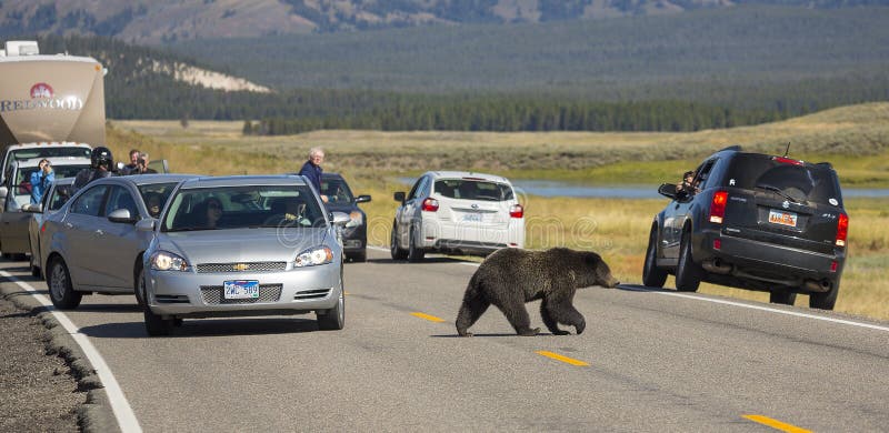 A grizzly bear creates a bear jam in Yellowstone National Park, Wyoming. A grizzly bear creates a bear jam in Yellowstone National Park, Wyoming.