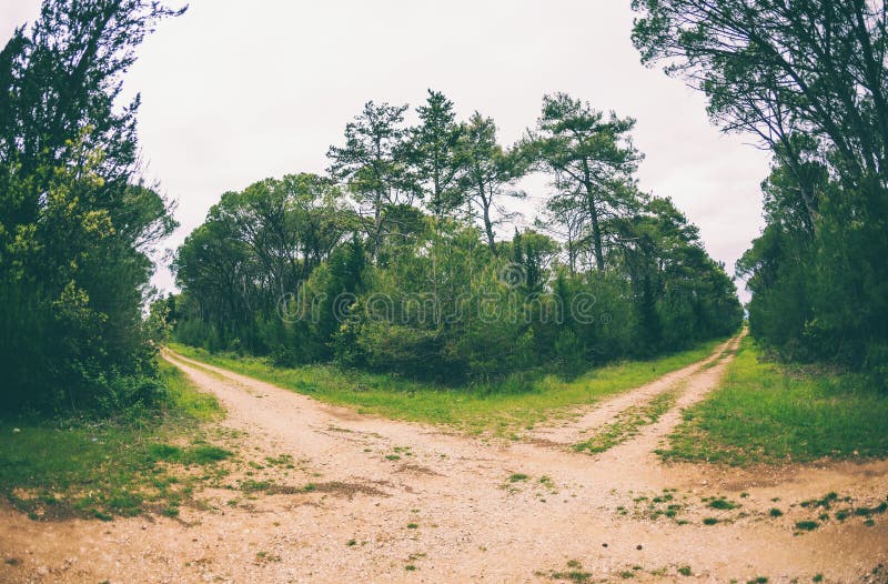 Dirt road in the forest. Deciduous forest. Trees against a cloudy sky. Trail in the park. The way forward. Crossroads. Crossing two roads. Dirt road in the forest. Deciduous forest. Trees against a cloudy sky. Trail in the park. The way forward. Crossroads. Crossing two roads