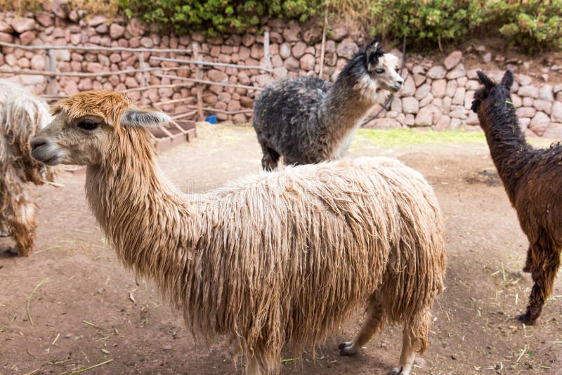 Перуанская лама. Ферма ламы, альпаки, викуньи в Перу, Южной Америке. Андийское животное.