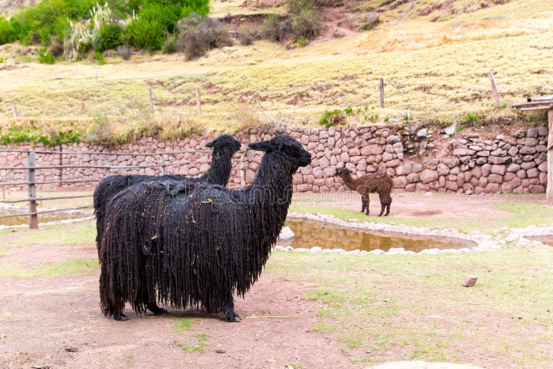 Перуанская лама Ферма ламы, альпаки, викуньи в Перу, Южной Америке Андийское животное
