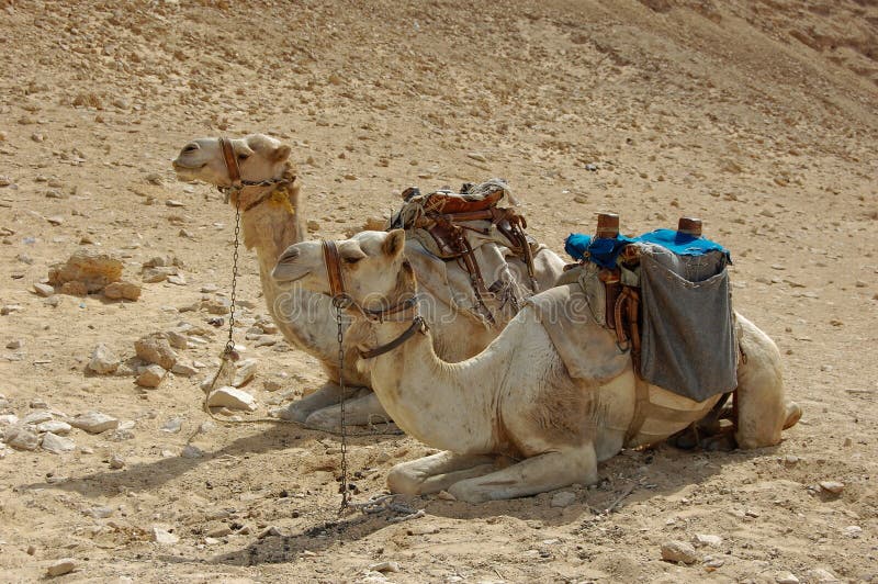 песок верблюдов