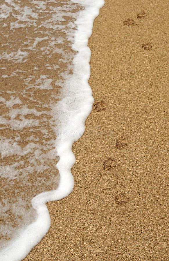 Four isolated dog paw footprints in the sand on a beach. Four isolated dog paw footprints in the sand on a beach