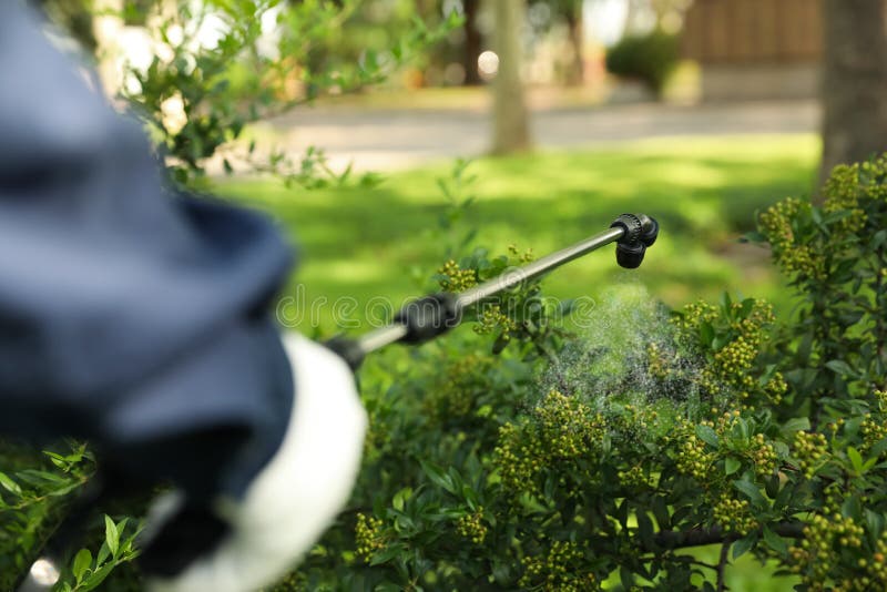 Worker spraying pesticide onto green bush outdoors, closeup. Pest control. Worker spraying pesticide onto green bush outdoors, closeup. Pest control