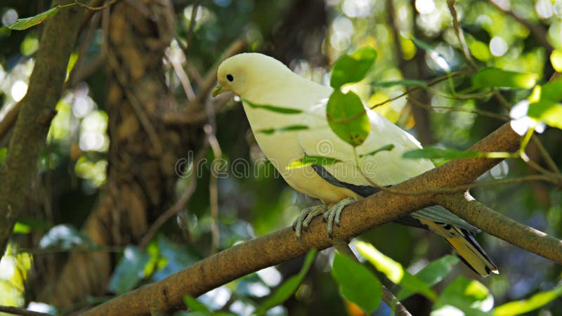 Пестрый имперский голубь садить на насест в дереве дождевого леса