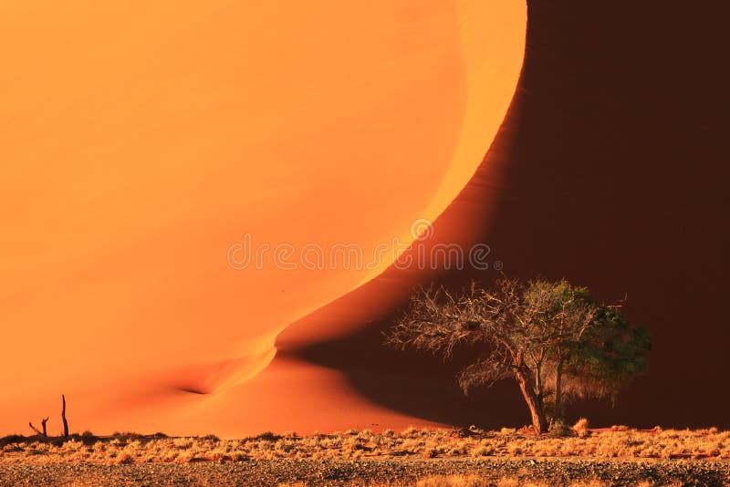 Beautifully shaped sand dune with acacia tree. Picture was taken in the early morning in Sossusvlei National Park, Namibia. Beautifully shaped sand dune with acacia tree. Picture was taken in the early morning in Sossusvlei National Park, Namibia.
