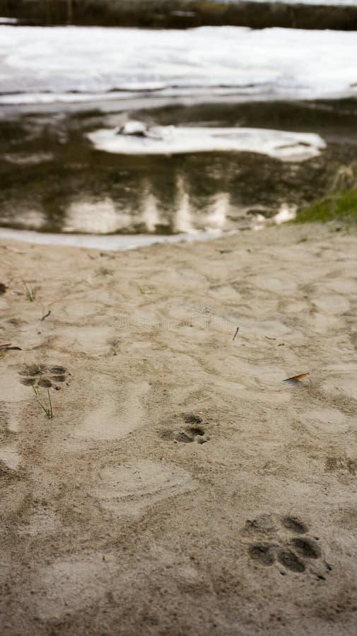 A few small paw prints from a coyote or othe canine on a sandy beach in front of a snow lined river bank. A few small paw prints from a coyote or othe canine on a sandy beach in front of a snow lined river bank