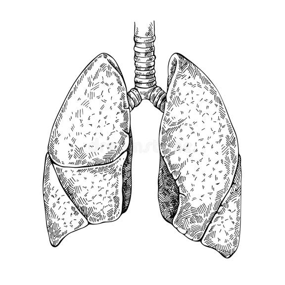 Medical Etching Anatomy Stock Illustrations 1,477 Medical Etching