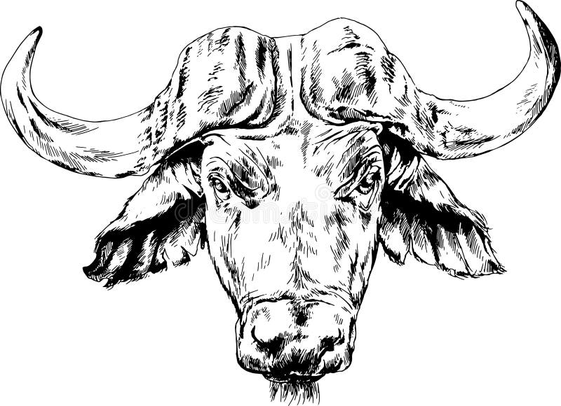 Powerful Huge Buffalo with Horns Drawn in Ink Freehand Sketch Stock