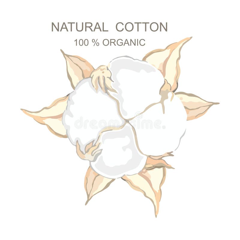 Cotton Flower Ball. Unique Hand Drawing. Cotton Ball Organic Pure