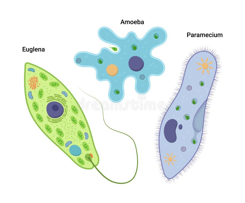 Vector illustrationof unicellular organisms. Amoeba proteus Paramecium caudatum and Euglena viridis. Protozoa vector illustration