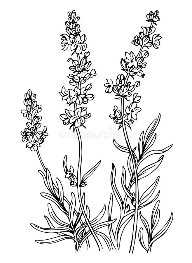 Lavender Illustration Black White Stock Illustrations 3,617 Lavender