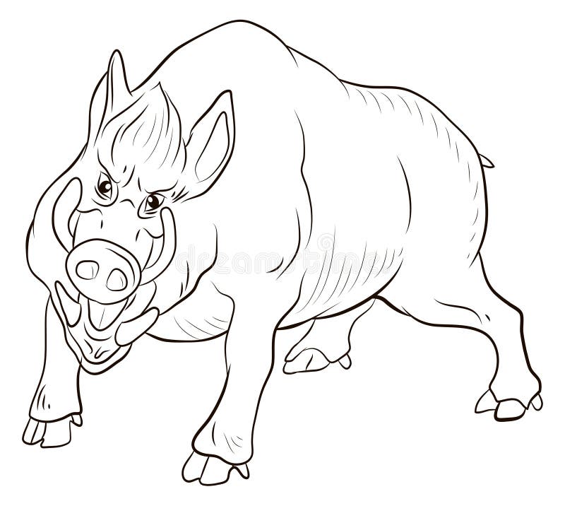 Wild Pig Coloring Pages Sketch Coloring Page