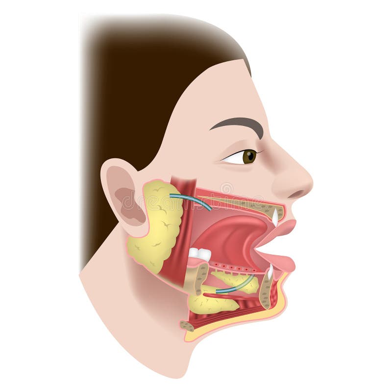 Salivary Glands and Ducts. the Structure of the Organs of the Oral