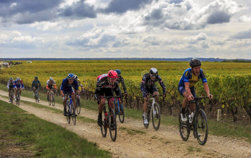 Noizay, France - October 11, 2020: The peloton riding in the vineyards during Paris-Tours 2020. Noizay, France - October 11, 2020: The peloton riding in the vineyards during Paris-Tours 2020