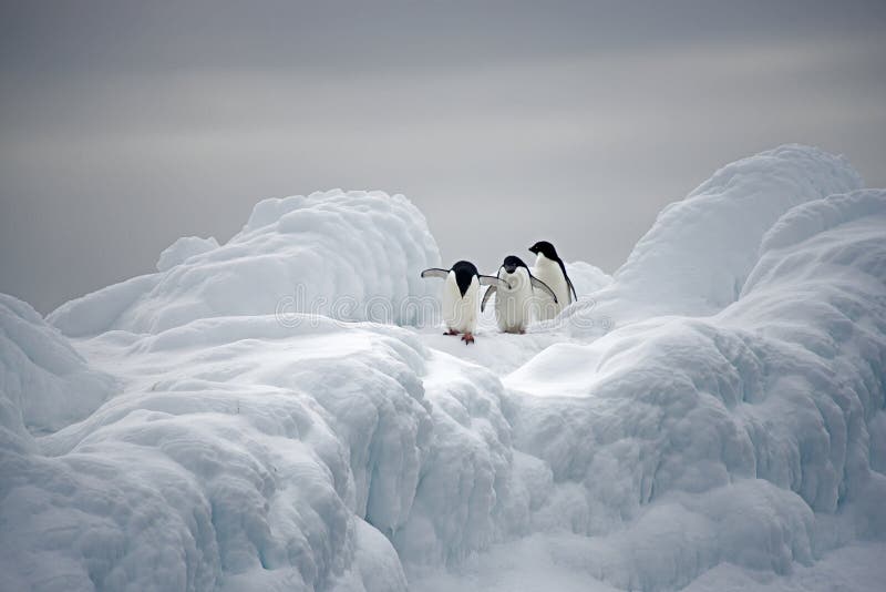 Пингвины Адели на льде, море Weddell, Anarctica стоковое изображение Пингвины Адели на льде, море Weddell, Anarctica стоковое изображение