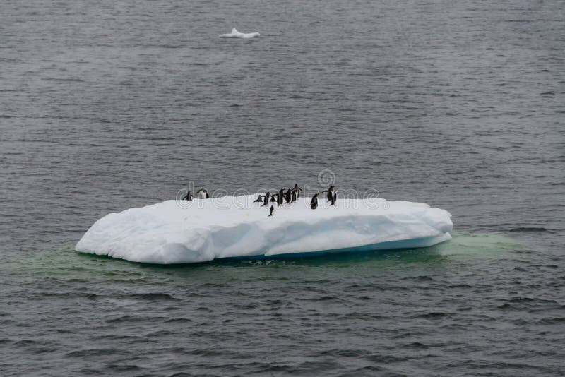 Пингвины на льде в море стоковая фотография rf Пингвины на льде в море стоковая фотография rf