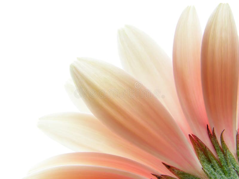 пинк gerbera стоковые фотографии rf пинк gerbera стоковые фотографии rf