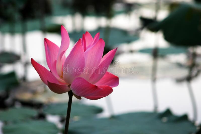пинк waterlily стоковое фото rf пинк waterlily стоковое фото rf