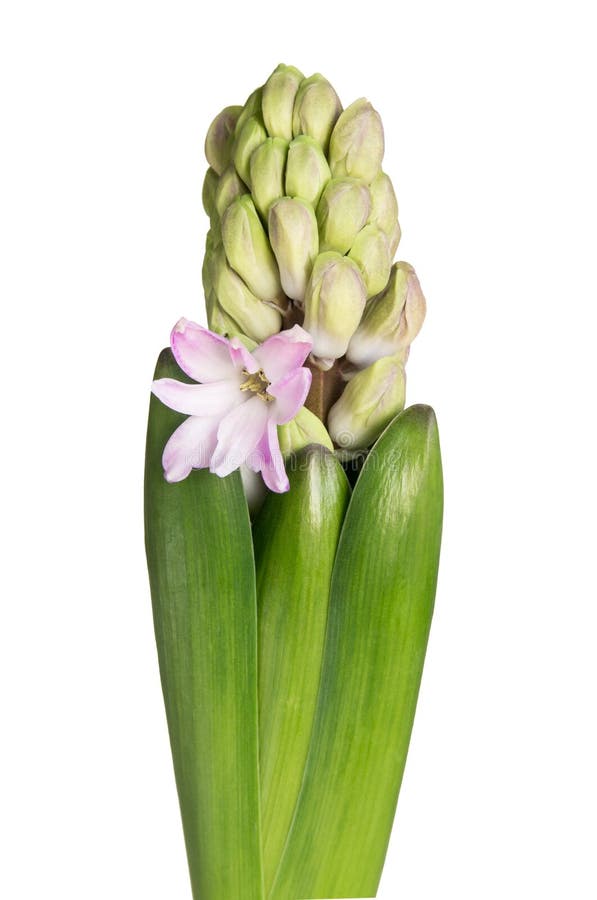пинк гиацинта цветка стоковое фото. изображение насчитывающей - 90566734