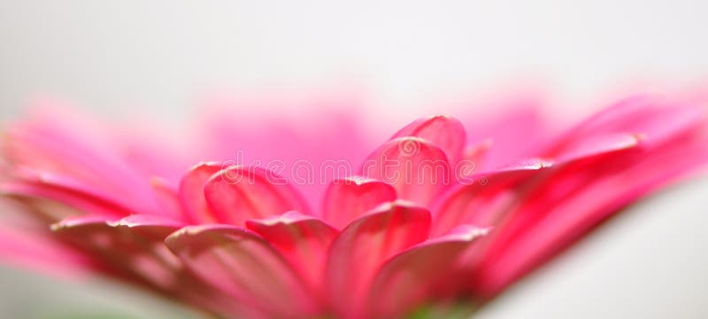 пинк макроса gerbera стоковое фото пинк макроса gerbera стоковое фото