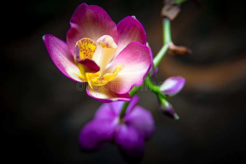 Photos orchid pink fawn near term. Photos orchid pink fawn near term.