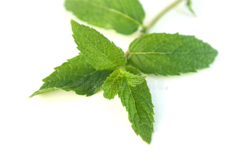 Fresh organic peppermint, up close, and ready to use, on a white background. Fresh organic peppermint, up close, and ready to use, on a white background.