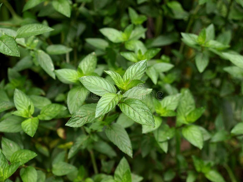 Close up view of a peppermint plant. Close up view of a peppermint plant