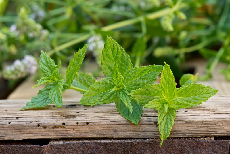 a peppermint in the garden on the wooden desk. a peppermint in the garden on the wooden desk