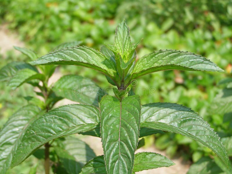 Peppermint plant over grass background. Peppermint plant over grass background
