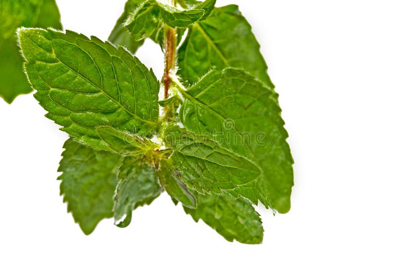 Peppermint leaf with dew drop closeup. Peppermint leaf with dew drop closeup
