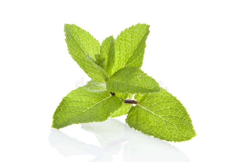 Peppermint leaves on white background. Culinary aromatic herbs. Peppermint leaves on white background. Culinary aromatic herbs.