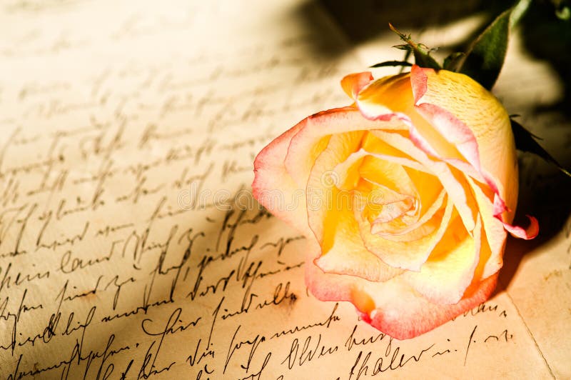 Red yellow rose over a hand written love letter. Red yellow rose over a hand written love letter