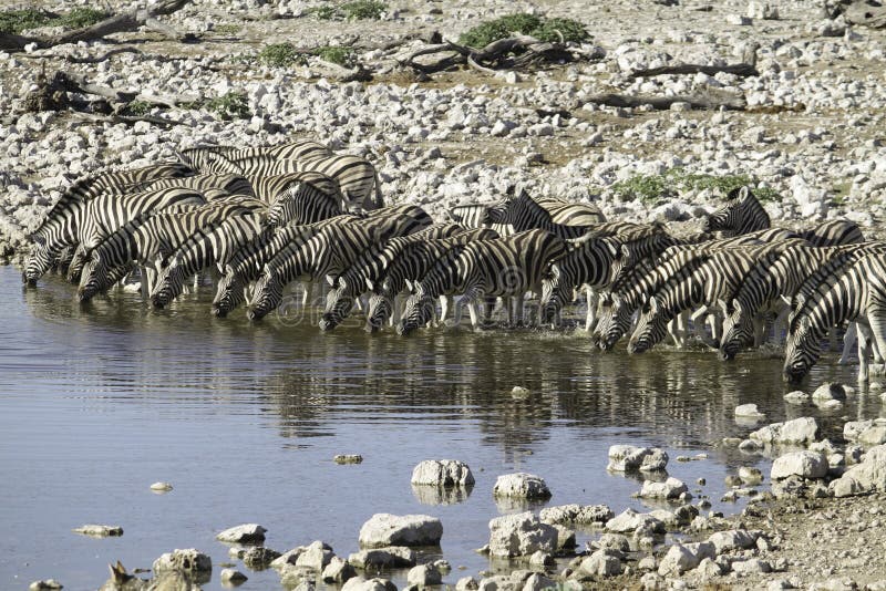 Питьевая вода зебр в очереди стоковые фото