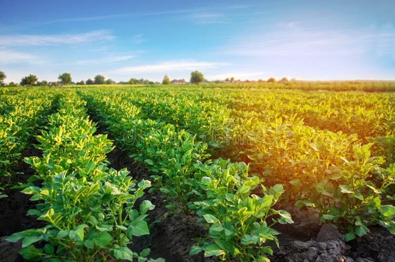 Плантации картошки растут в поле vegetable строки Сельское хозяйство, земледелие Ландшафт с аграрным краем урожаи стоковое фото Плантации картошки растут в поле vegetable строки Сельское хозяйство, земледелие Ландшафт с аграрным краем урожаи стоковое фото