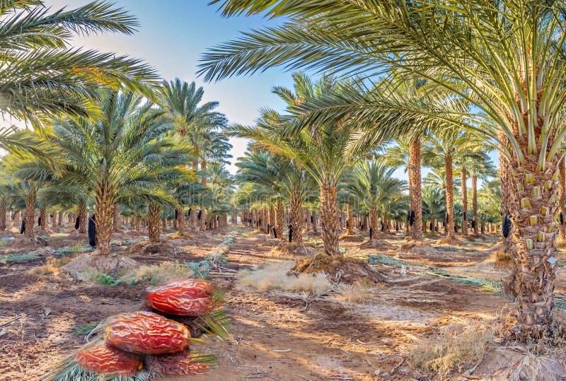 Plantation of date palms. On foreground are digitally incorporated marketable products of the agriculture industry such as large royal bites of dates. Plantation of date palms. On foreground are digitally incorporated marketable products of the agriculture industry such as large royal bites of dates