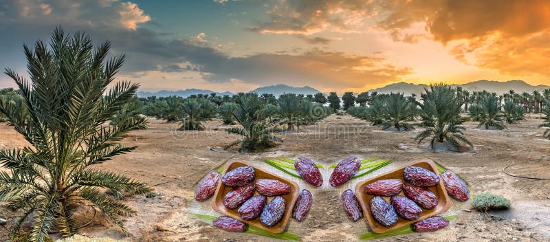 Plantation of date palms. On foreground are digitally incorporated marketable products of the agriculture industry such as large royal bites of dates. Plantation of date palms. On foreground are digitally incorporated marketable products of the agriculture industry such as large royal bites of dates