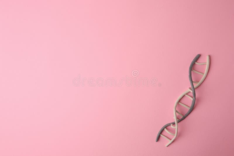 пластичная модель молекулярной цепи ДНК на розовом фоне сверху. пробел для текста стоковые изображения rf
