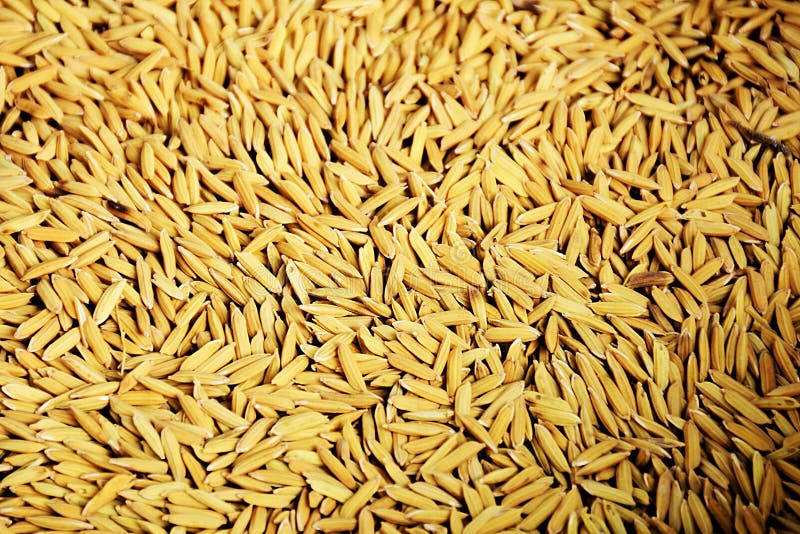 Рис семена фото нпп зарайские семена