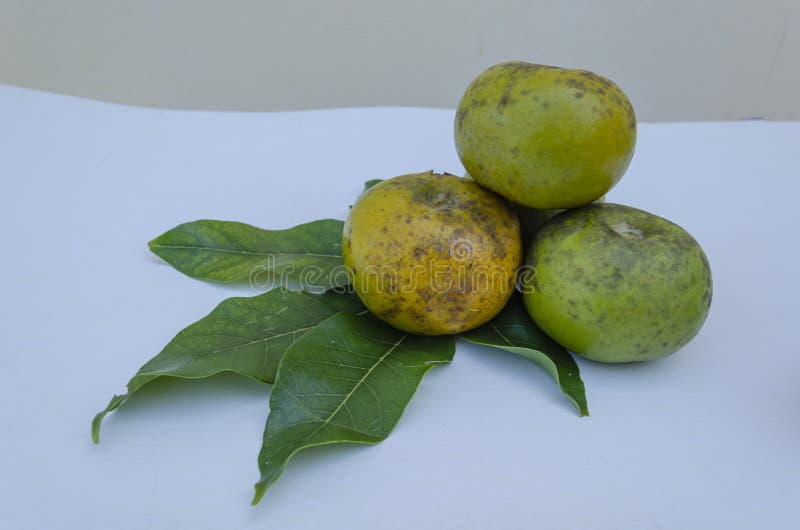 Плоды белого Sapote и свои листья стоковые изображения Плоды белого Sapote и свои листья стоковые изображения