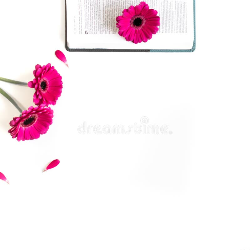 Плоское положение: открытые библия, книга и пинк, пурпур, violette, красный цветок Gerbera с лепестками стоковое изображение Плоское положение: открытые библия, книга и пинк, пурпур, violette, красный цветок Gerbera с лепестками стоковое изображение