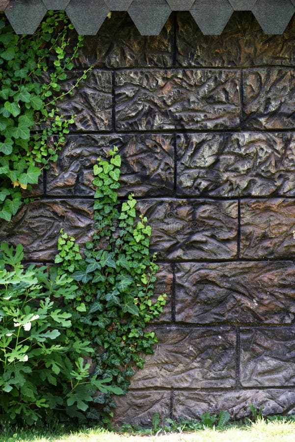 Плющом и прелестная фон на стене Стоковое Изображение - изображение ...