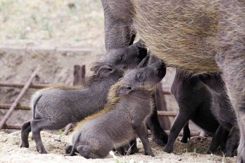Подавать младенцев Warthog (africanus Phacochoerus) стоковые изображения rf Подавать младенцев Warthog (africanus Phacochoerus) стоковые изображения rf