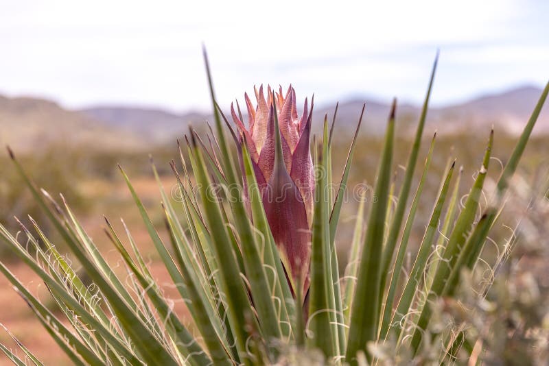 Up close photo of a Mojave Yucca flower ready to bloom. A large purple flower in a the middle of long sharp leaf, Joshua Tree state park, California. Up close photo of a Mojave Yucca flower ready to bloom. A large purple flower in a the middle of long sharp leaf, Joshua Tree state park, California