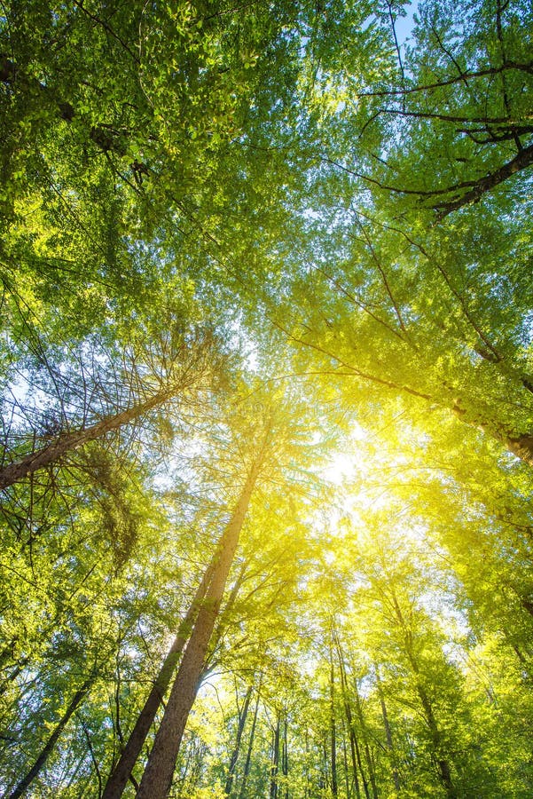 Под высокорослыми treetops, смотря вверх на солнечном луче стоковое изображение rf Под высокорослыми treetops, смотря вверх на солнечном луче стоковое изображение rf