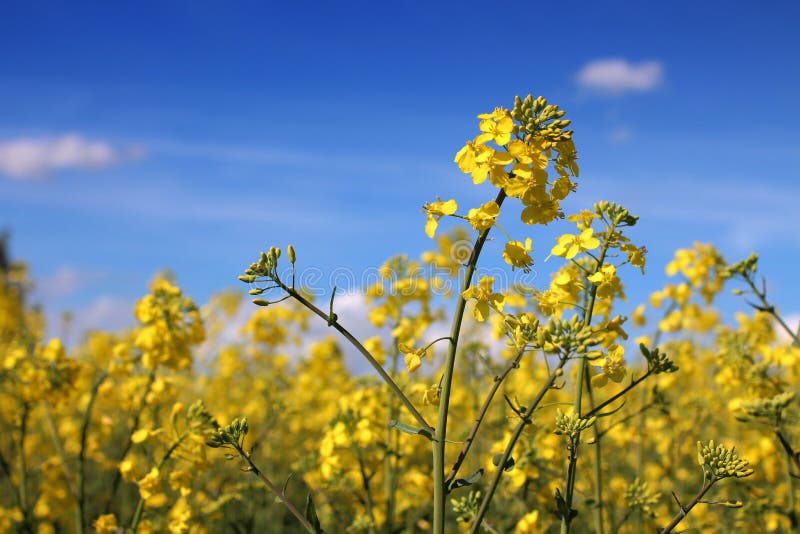 Поле canola стоковая фотография Поле canola стоковая фотография