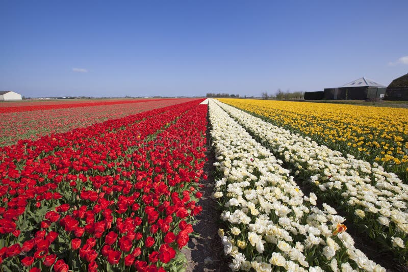Поле тюльпана в Голландии около Lisse и Keukenhof. стоковое фото rf Поле тюльпана в Голландии около Lisse и Keukenhof. стоковое фото rf